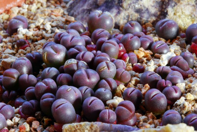 Lithops optica cv. rubra 