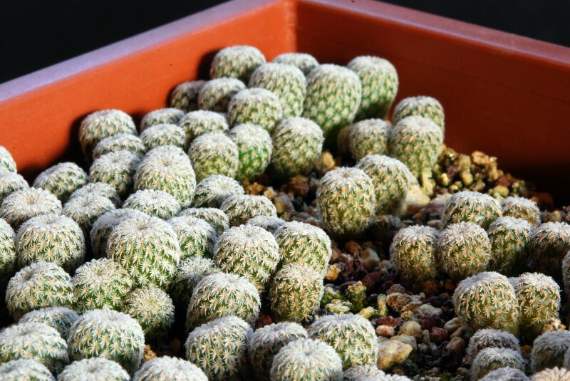 epithelantha micromeris 