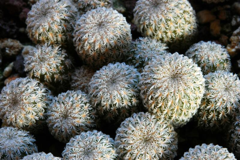 epithelantha micromeris 