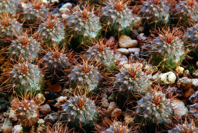 frailea asteroides 