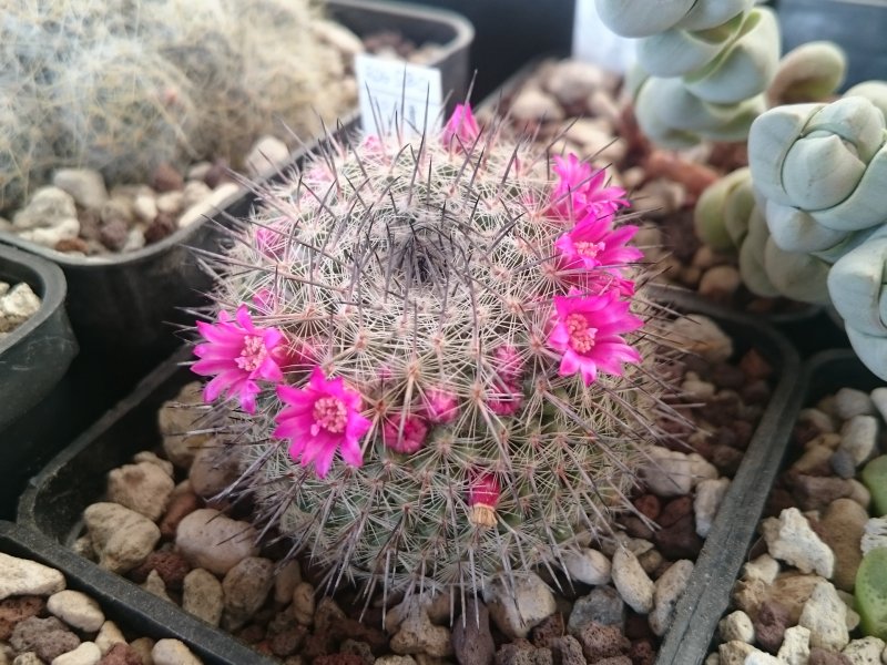 Mammillaria saetigera ssp. woodsii ROG580