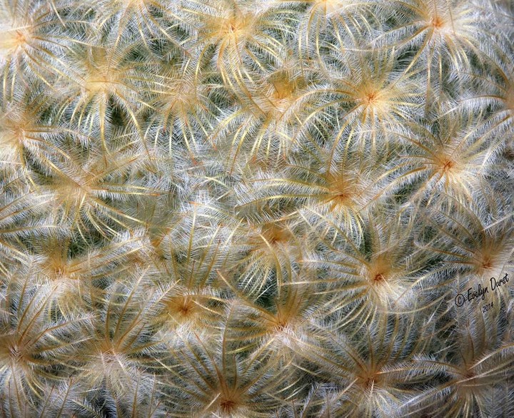 Mammillaria plumosa 