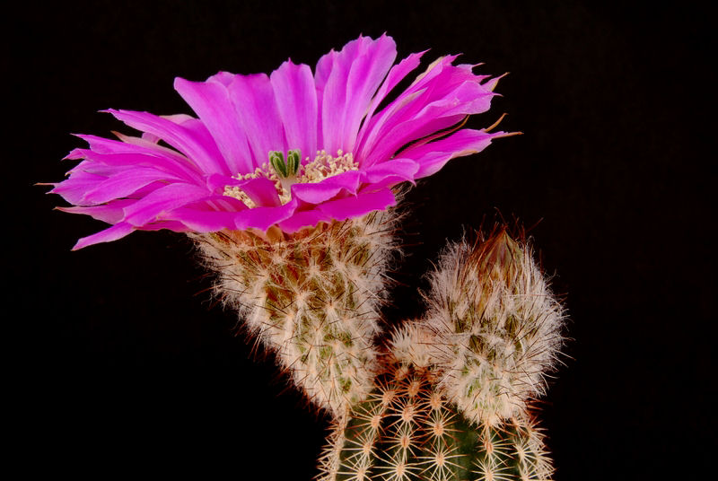 Echinocereus  reichenbachii ssp. caespitosus 