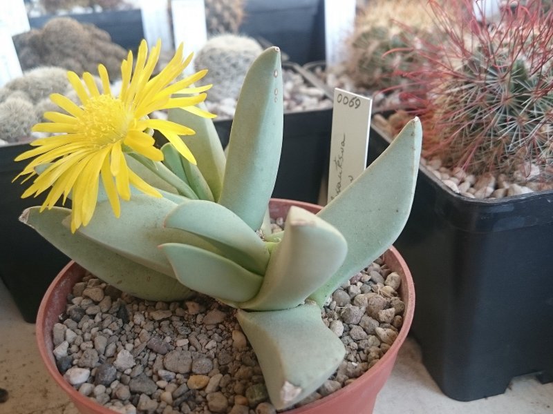 Schwantesia herrei 