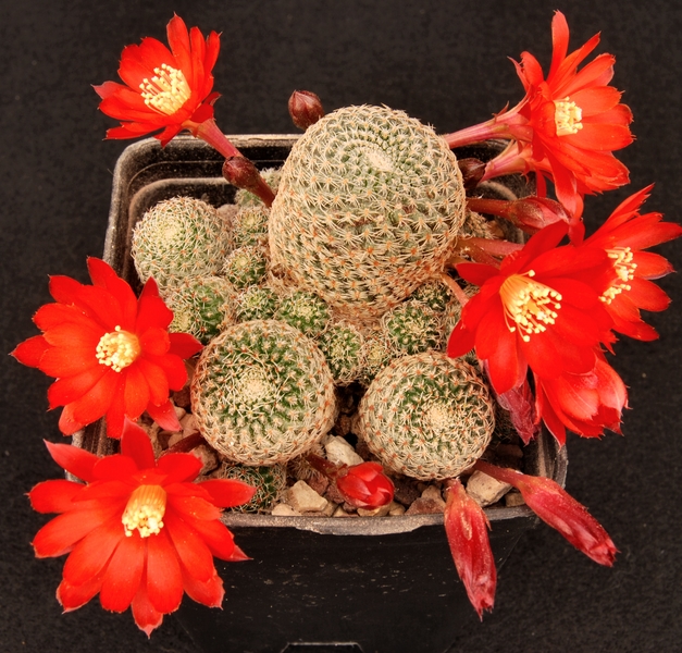 Rebutia heliosa v. condorensis 