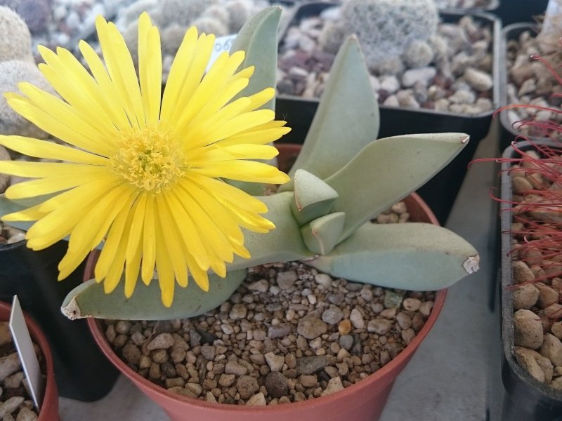 Schwantesia herrei 