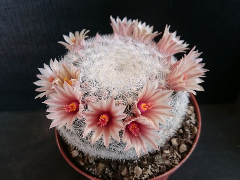 Mammillaria candida 