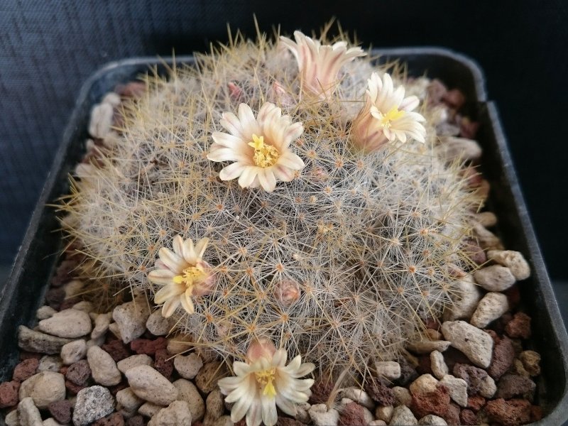 Mammillaria prolifera 