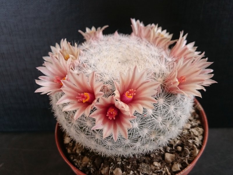 Mammillaria candida 