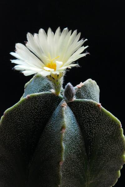 Astrophytum myriostigma 