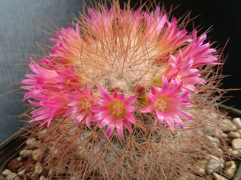 Mammillaria rekoi ssp. leptacantha 