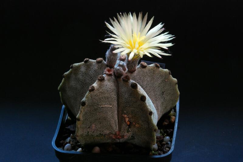 Astrophytum myriostigma 