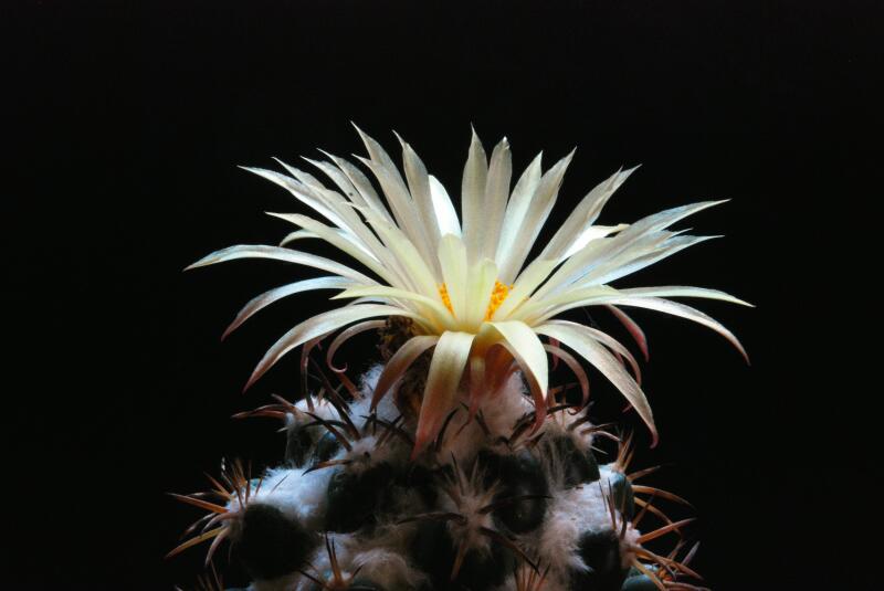 Coryphantha elephantidens 