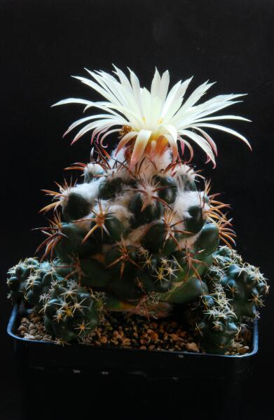 Coryphantha elephantidens 