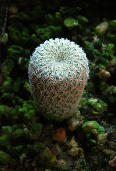 epithelantha micromeris 