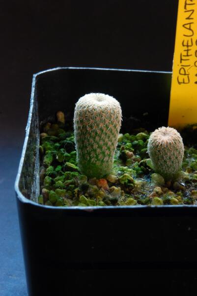 epithelantha micromeris 