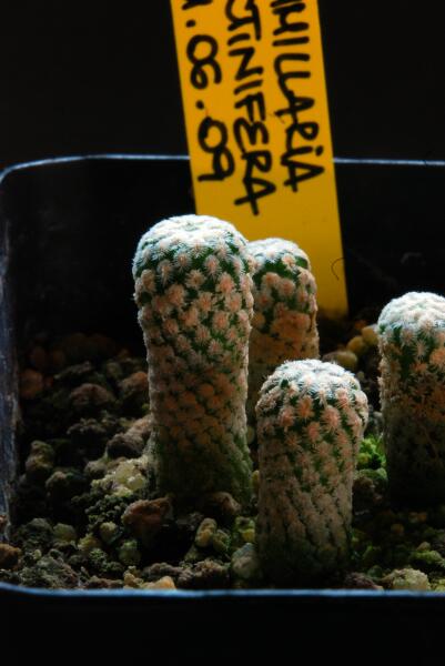 mammillaria pectinifera 