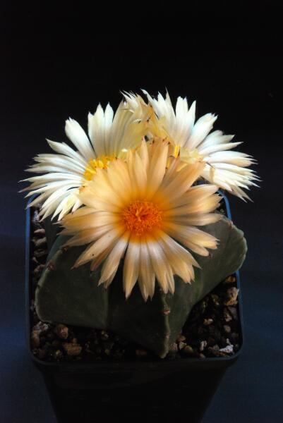 Astrophytum myriostigma v. nudum 
