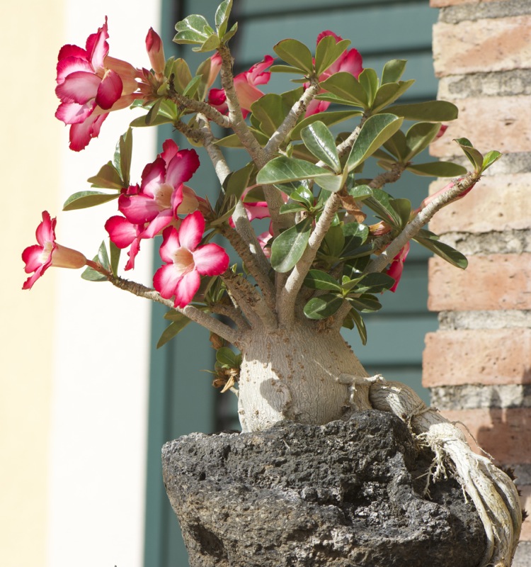 Adenium obesum 