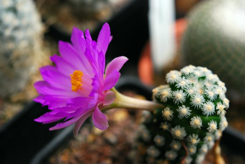 Mammillaria theresae 