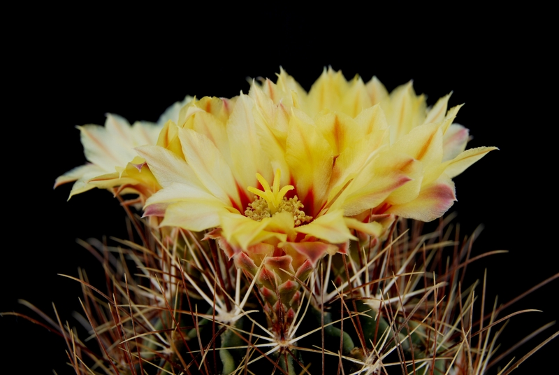 Thelocactus setispinus 