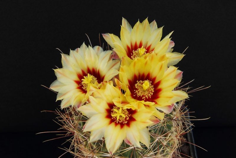 Thelocactus setispinus 