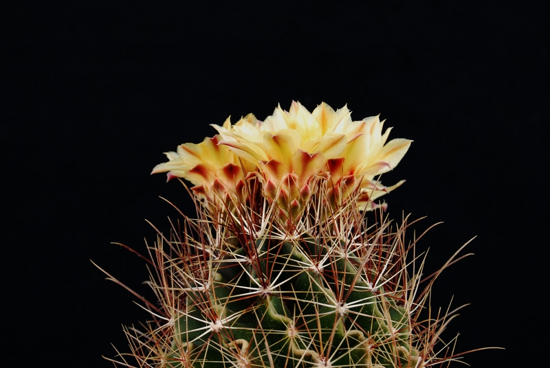 Thelocactus setispinus 