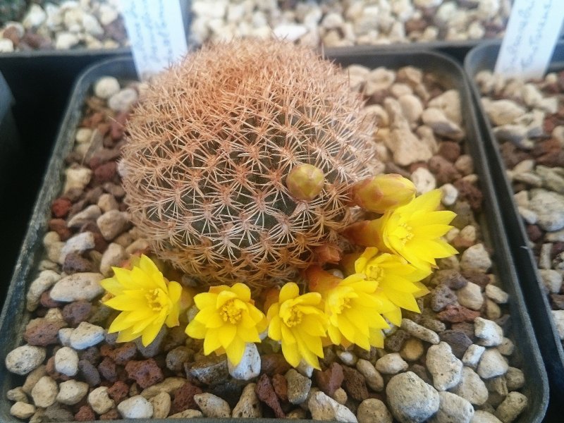 Sulcorebutia breviflora v. haseltonii WR198