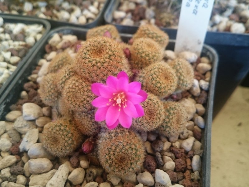 Rebutia perplexa L329