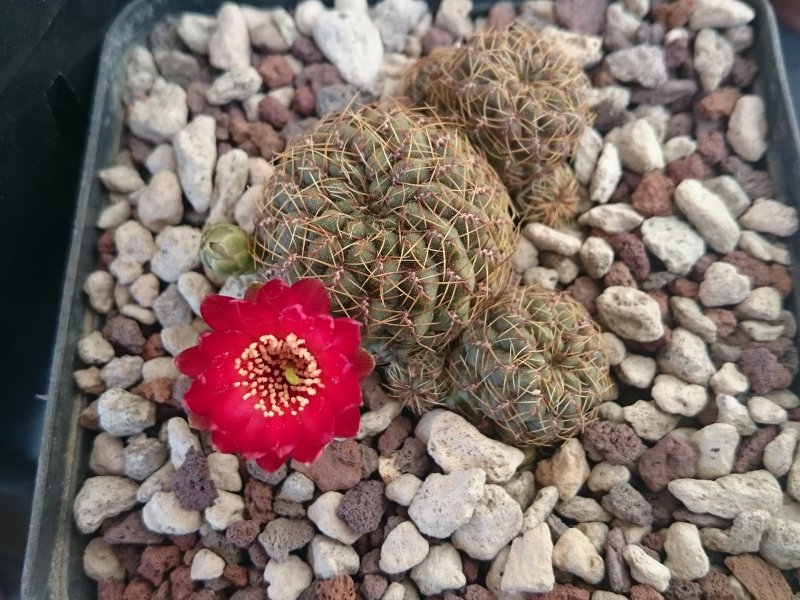 Sulcorebutia pasopayana WR593