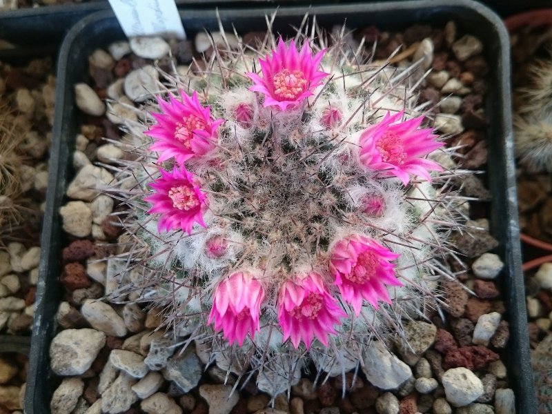 Mammillaria lloydii 