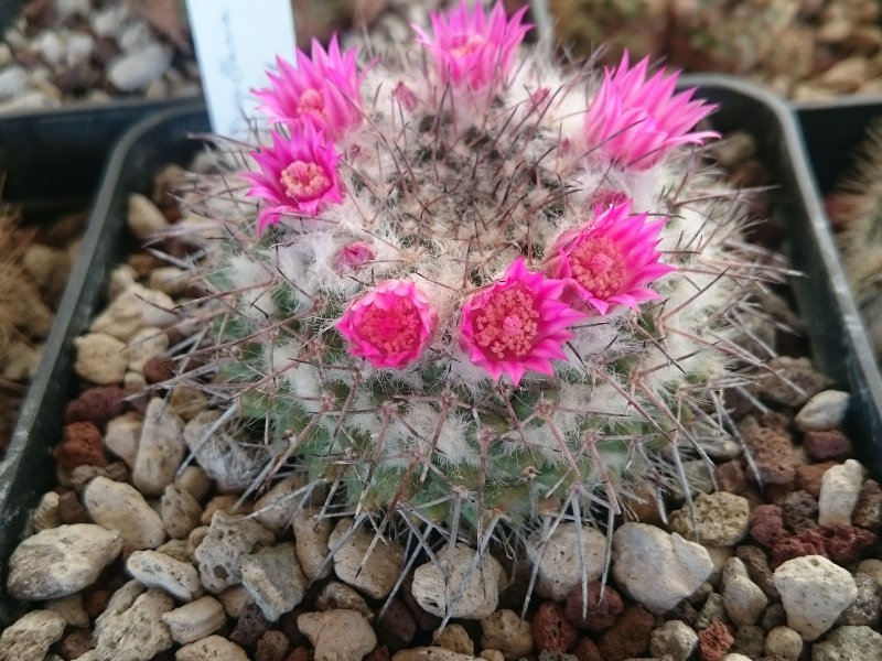 Mammillaria lloydii 