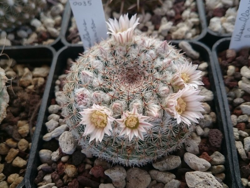 Mammillaria formosa ROG312