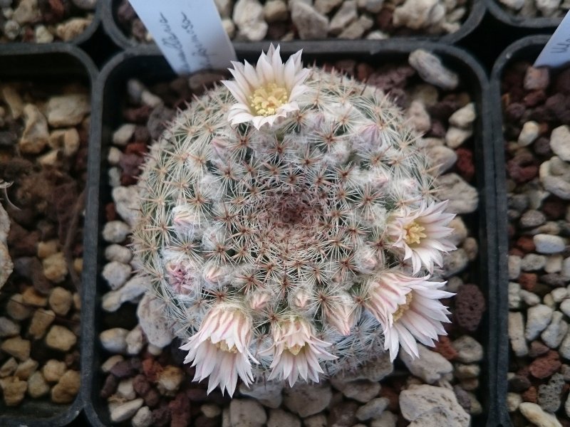 Mammillaria formosa ROG312