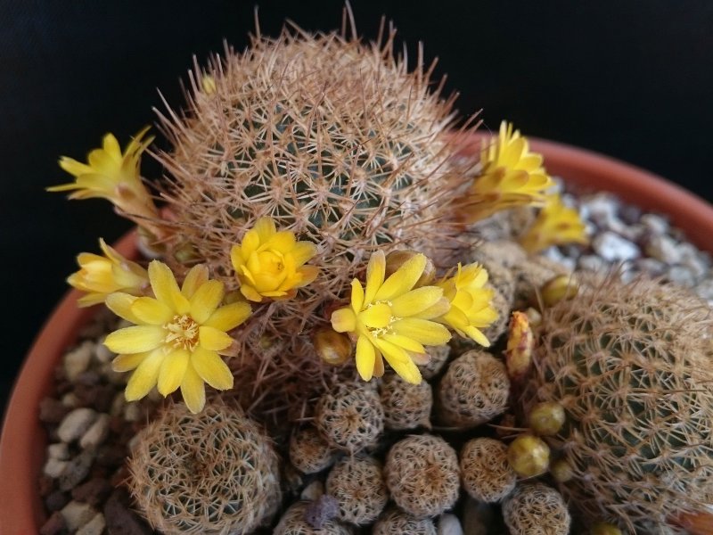 Sulcorebutia breviflora v. laui L314