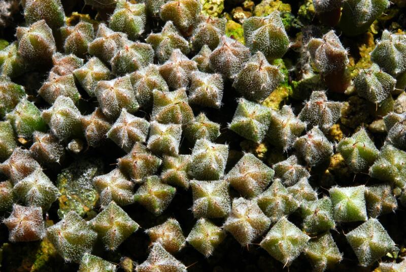 astrophytum myriostigma 