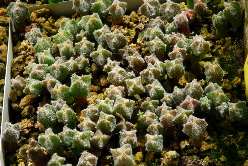 Astrophytum myriostigma v. quadricostatum 