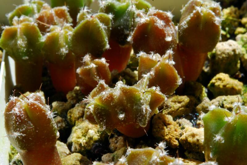 astrophytum myriostigma fukuryu kikkou heikiran 