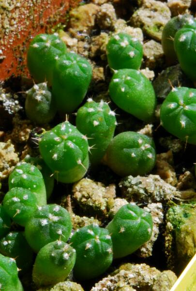 Astrophytum capricorne 