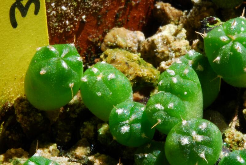 Astrophytum capricorne 