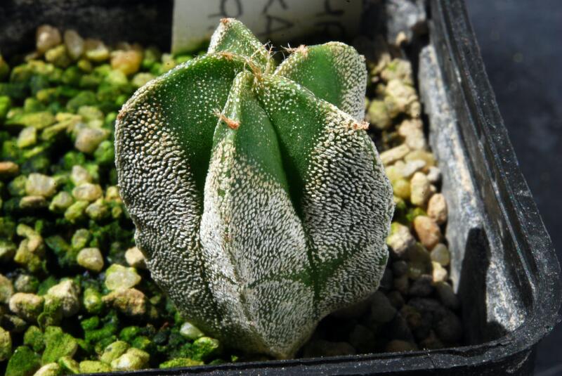 astrophytum myriostigma cv. onzuka