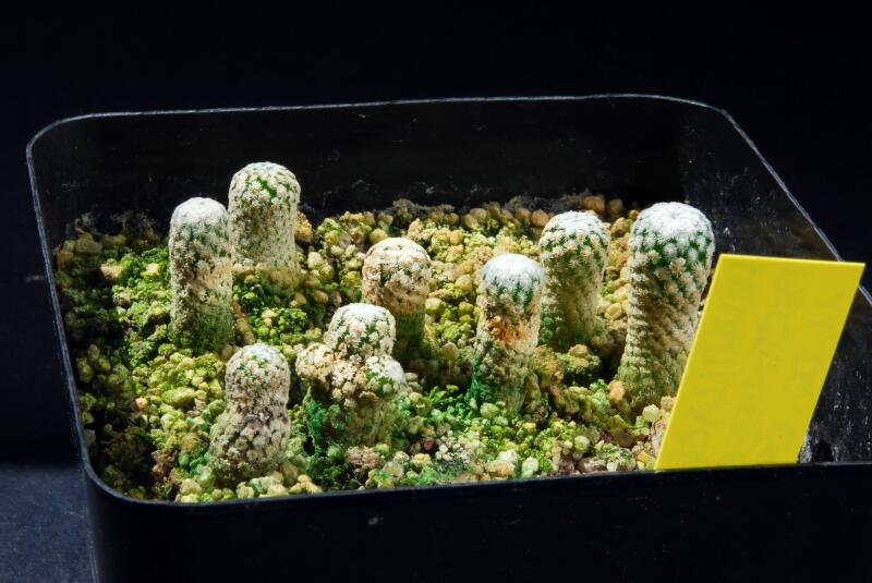 mammillaria pectinifera 