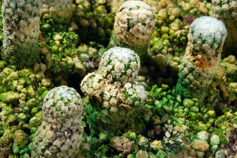 mammillaria pectinifera 