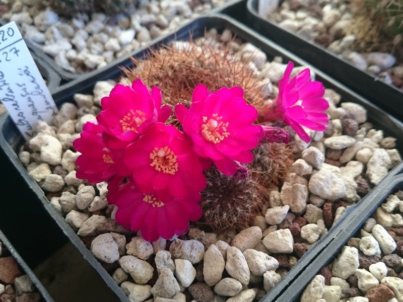 Sulcorebutia tiraquensis ssp. totorensis v. aguilarii HS220