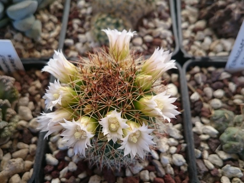 Mammillaria backebergiana cv. fiore bianco 