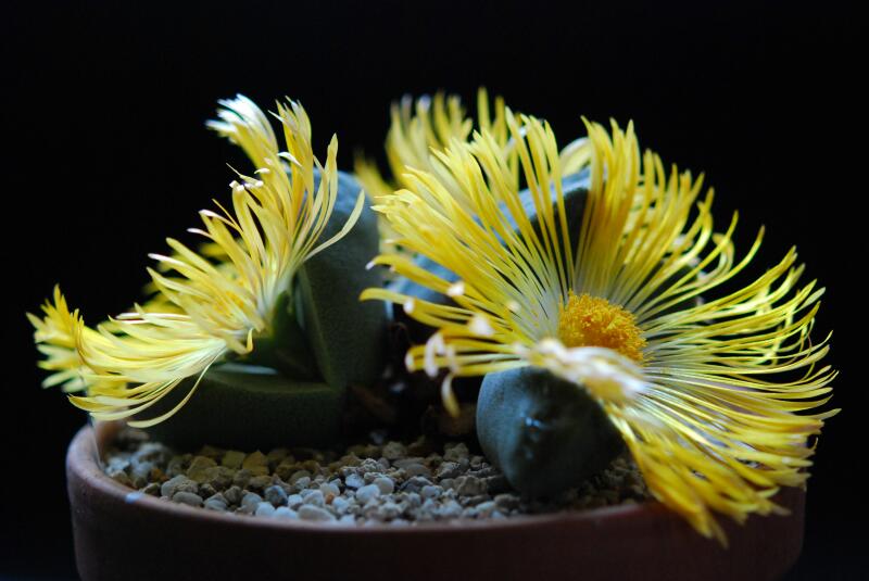 Pleiospilos bolusii 