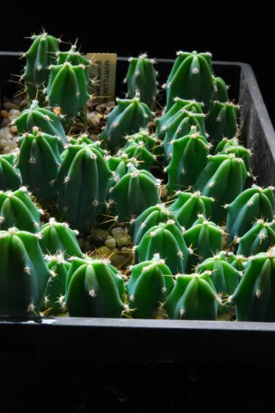 myrtillocactus geometrizans