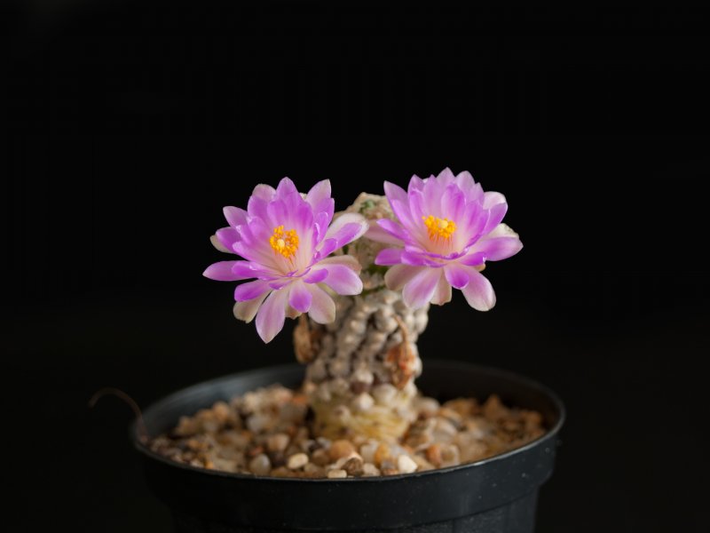 Mammillaria theresae 