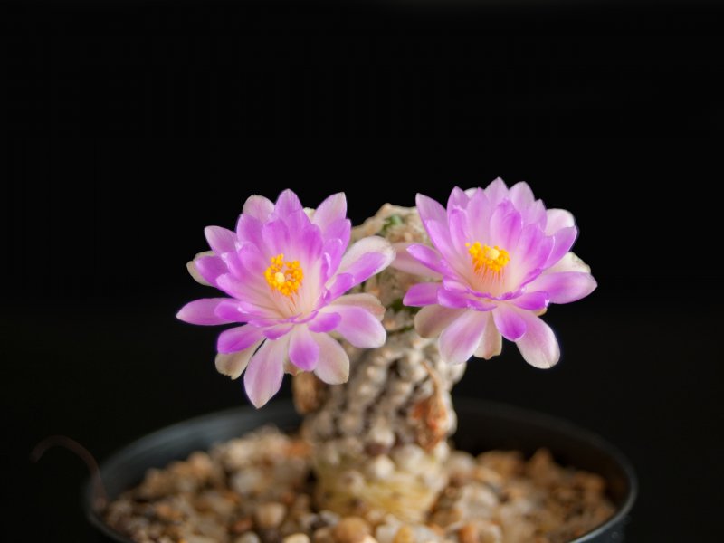 Mammillaria theresae 