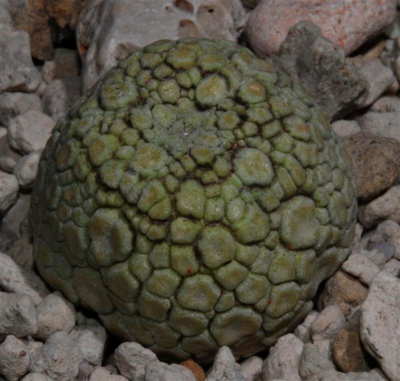 Pseudolithos migiurtinus 